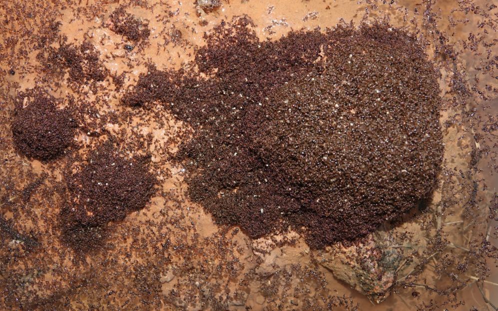 入侵12个省份的红火蚁危害有多大?十问国内红火蚁灾情