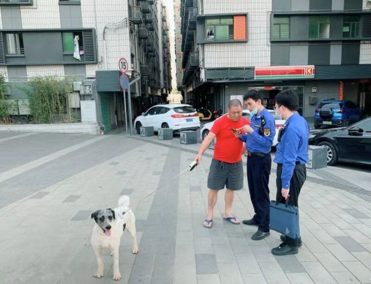 辖区犬只电子芯片植入率达95 以上 凤凰街道倡导居民文明养犬 腾讯新闻