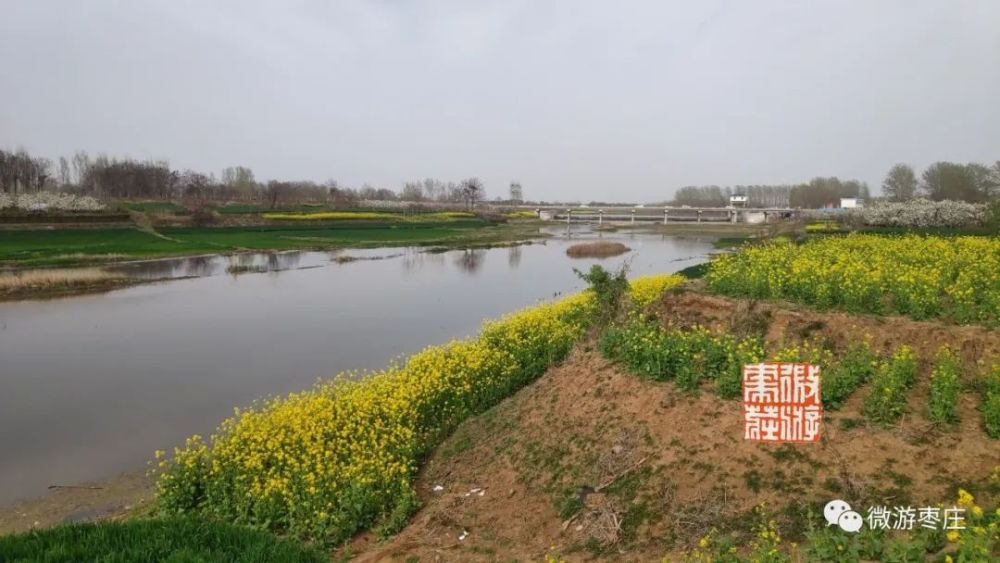微游枣庄的自然人文之旅 刘村梨园杜梨花白小桃红 腾讯新闻