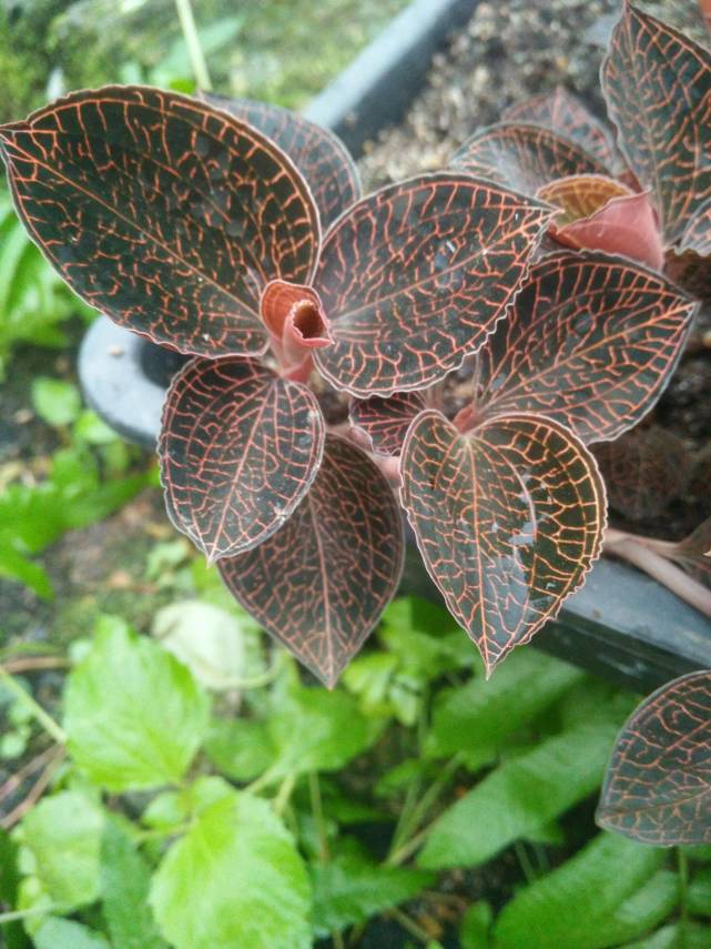 金线莲又称福建草1斤能卖上千元如今农民却少种了难管