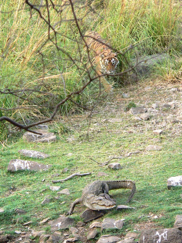 而除了玛琪莉以外,其他老虎捕杀鳄鱼的记录非常罕见.
