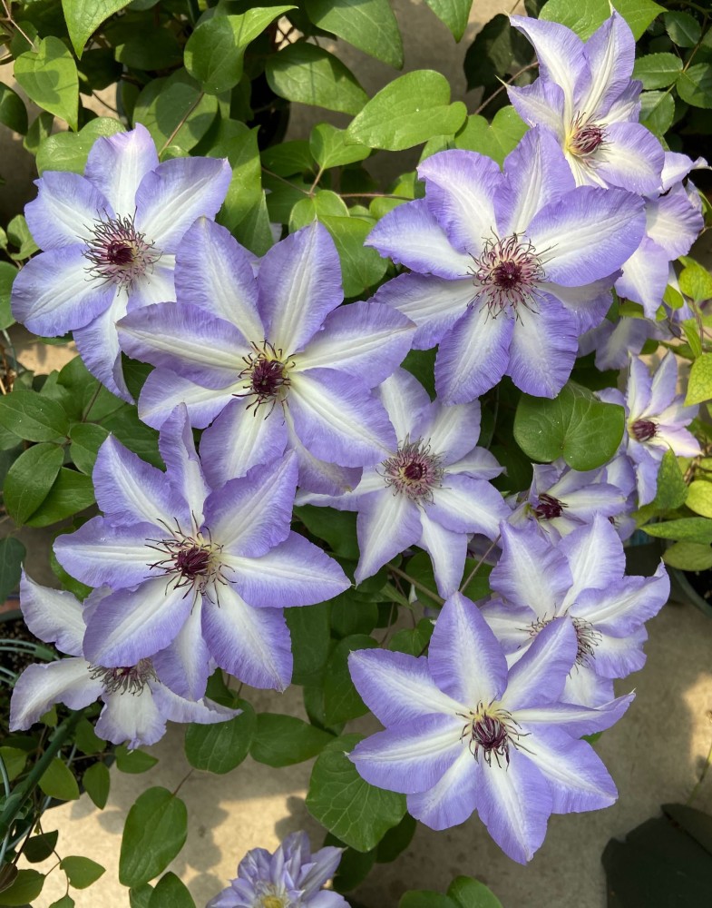 铁线莲界的仙女美佐士仙仙的花朵丰花勤花阳台也能养