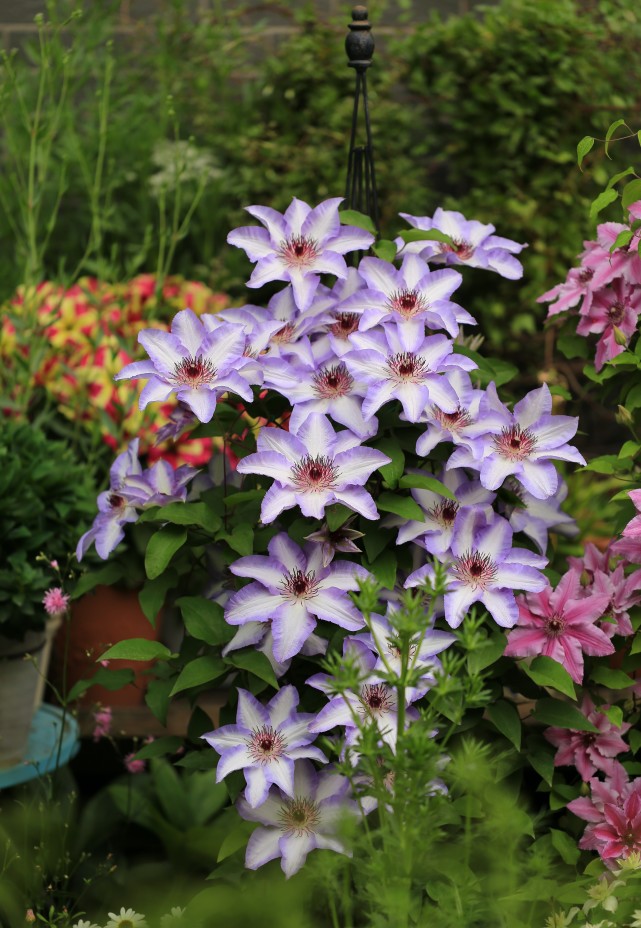 铁线莲界的仙女美佐士仙仙的花朵丰花勤花阳台也能养