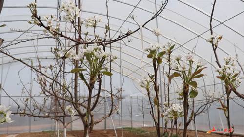雪白的翡翠梨花挂满枝头果农们人工把授粉