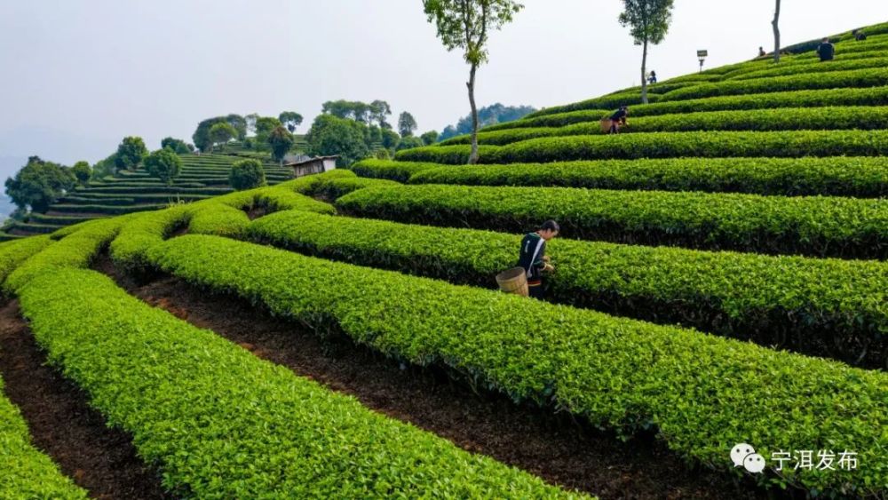 云南宁洱三月春光好采茶20余万亩现代生态茶园进入采摘期