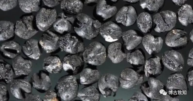 炭化粟有学者据此提出兴隆沟遗址所在的西辽河上游地区,就应该是黍和