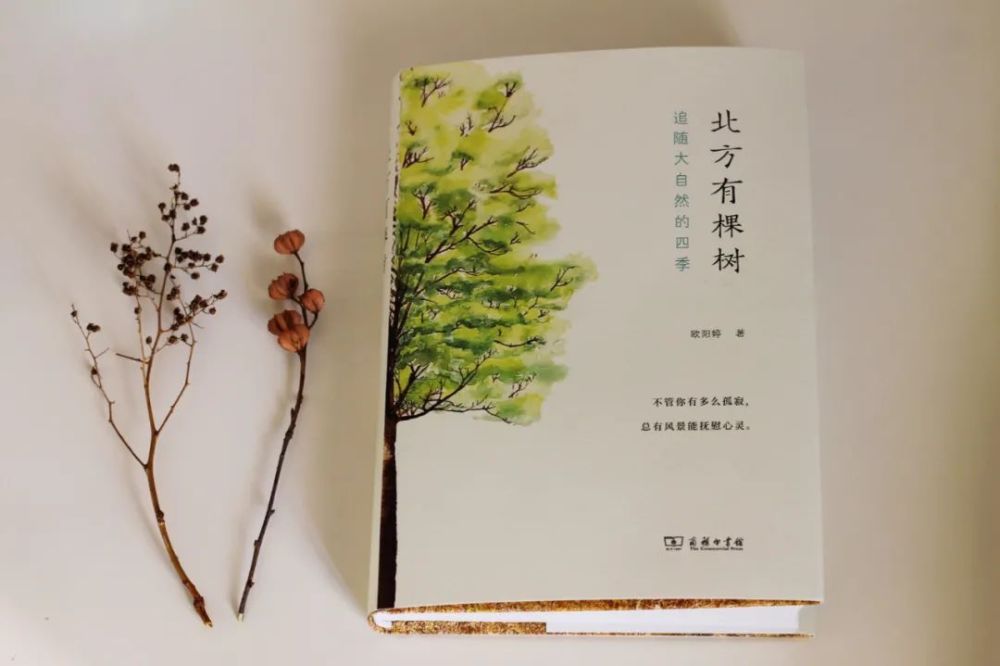 荐书 北方有棵树 不管你有多么孤寂 总有风景能抚慰心灵 腾讯新闻