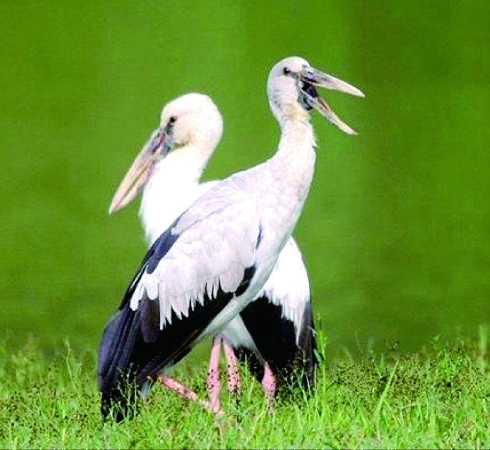 昆明晉寧南滇池國家溼地公園這些涉禽你認識嗎