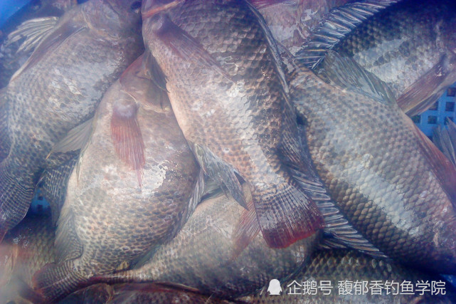 羅非魚怎麼釣羅非魚喜歡什麼味型幾個釣羅非魚的有效技巧