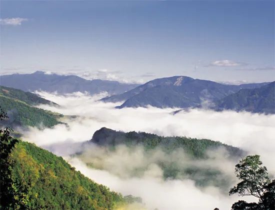 生物多样性黄连山国家级自然保护区鸟的天堂