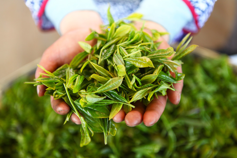 马边茶的历史有多悠久大家快来看看吧