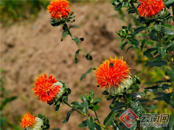 云南景东县400余亩红花开出春天笑脸