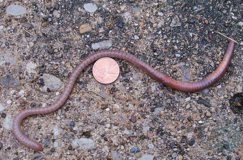 02:地龙为什么这么贵?