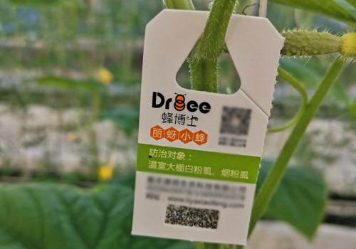 温室粉虱不用愁 丽蚜小蜂来捉虫 腾讯新闻