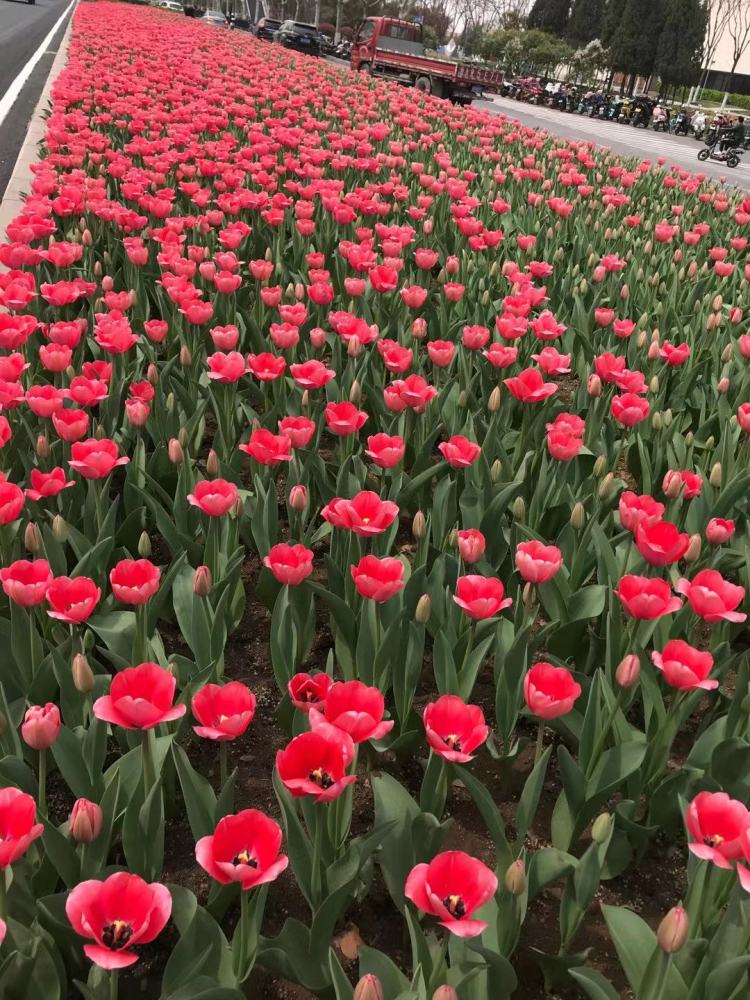 济南经十路这片郁金香盛开市民纷纷前来打卡拍照