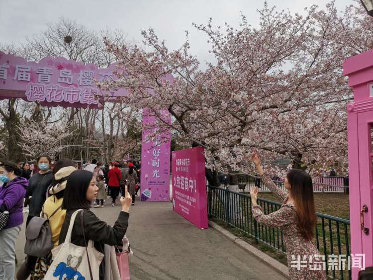 青岛首届樱花节开幕!今年,你陪谁来…_腾讯新闻