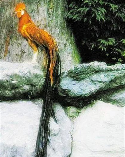 5米,网友:山鸡变凤凰?