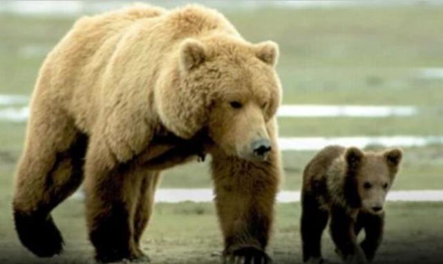 "爱熊情侣"护熊13年,最终被当成大餐吃掉,死前录音至今禁播|灰熊