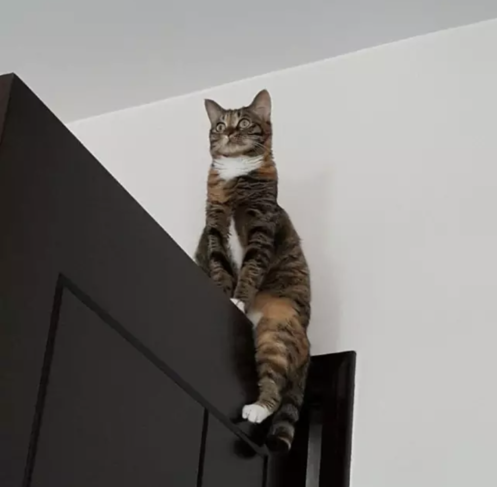 害…现在谁家还没有一只行走的"壁虎猫"啊!