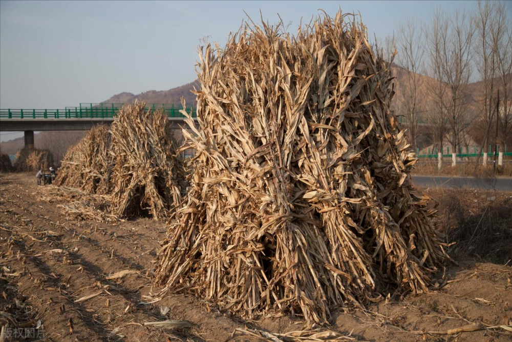 春耕不等人马上到玉米播种季节了你家地里的秸秆处理了吗
