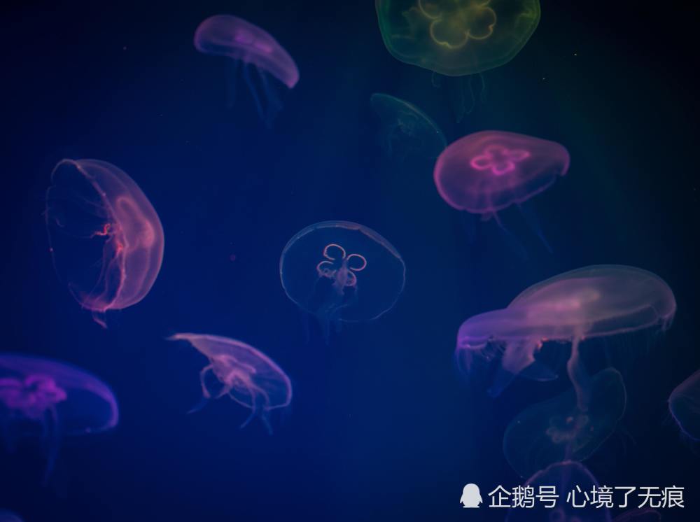 浮游矶钓基础知识之一 矶钓概述详细解释 精髓 腾讯新闻