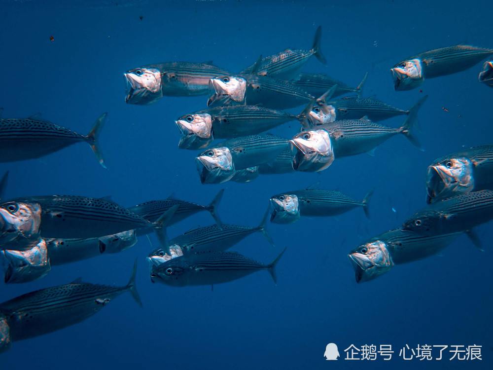 浮游矶钓基础知识之一 矶钓概述详细解释 精髓 腾讯新闻