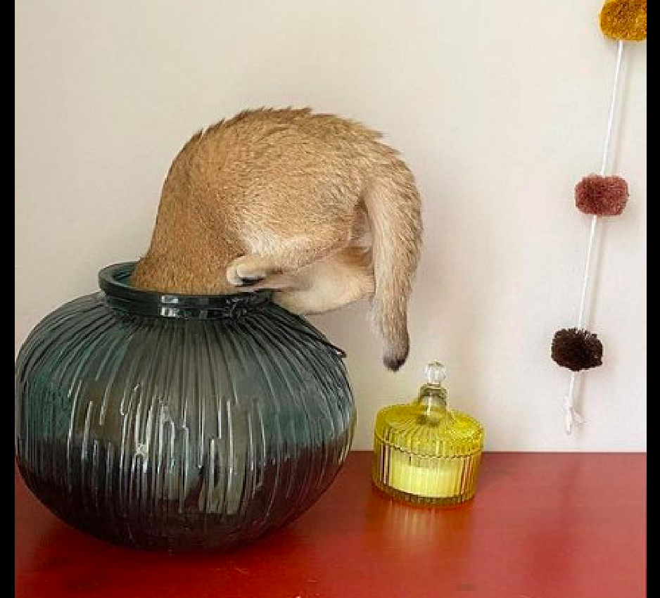 当猫咪全部都钻进去时,它就躲在里面朝外面偷偷观察,怎么像是一个小