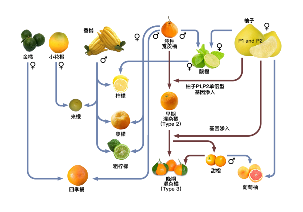 好吃报告柑橘的爆汁提醒你心动了没