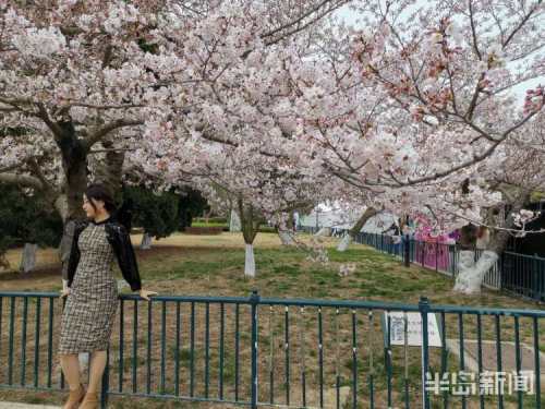 據悉,首屆青島櫻花節將持續到5月7日,提醒市民儘量錯峰賞櫻,儘量避開