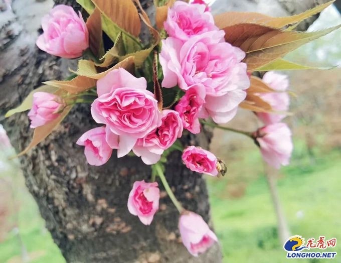 江宁秣陵杏花村晚樱盛放漫天粉色美如云霞