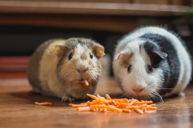 幼年以混合飼料為主,成年可換成新鮮食物|豚鼠|飼料