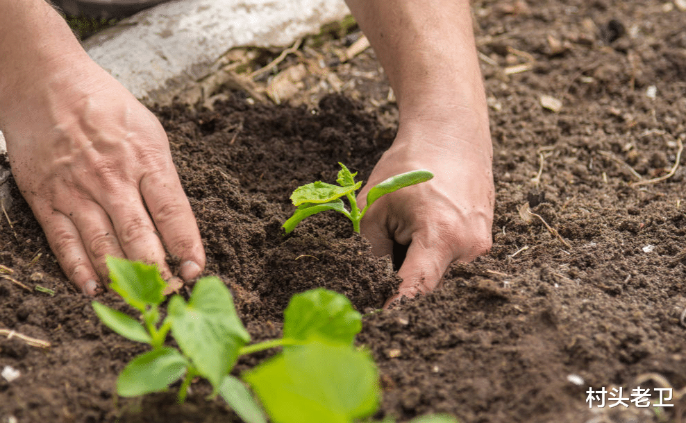 农村俗语清明前后种瓜点豆种的都是什么瓜点的是哪些豆
