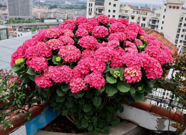 本土绣球之王玫红妈妈不输进口洋绣球庭院阳台皆能种