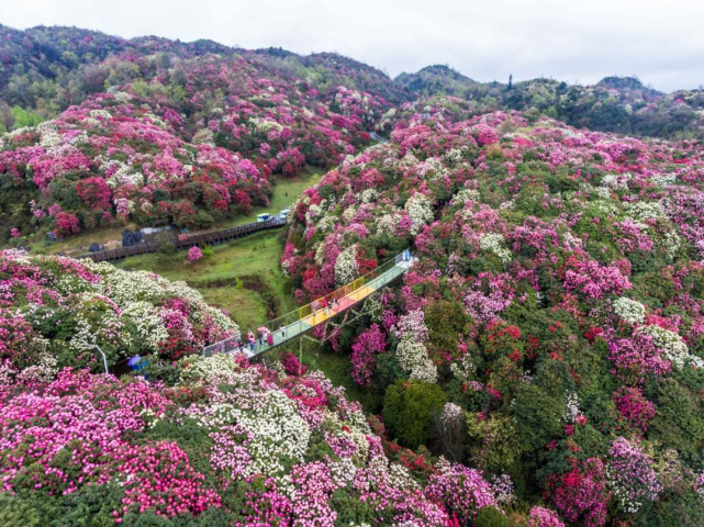 清明出行預測來了貴州百里杜鵑成全國最熱自駕賞花景區