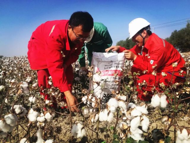 我们在新疆摘过棉花