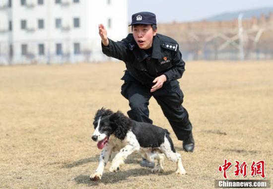 探访辽宁沈阳女警犬训导员