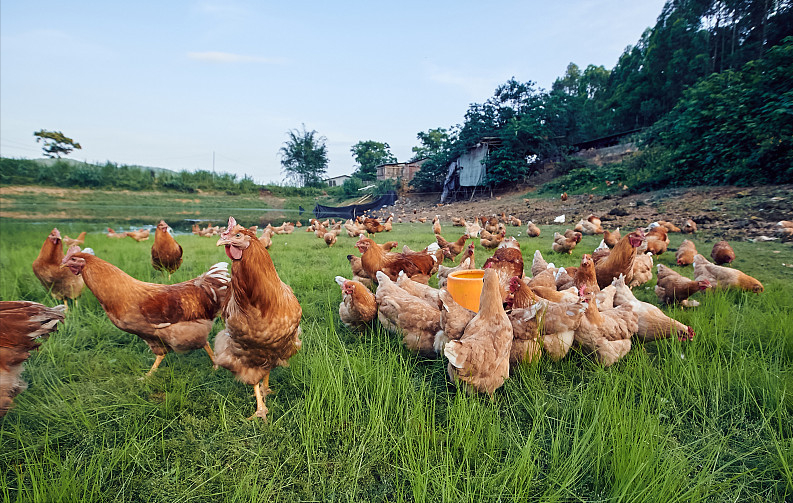 江西上饶养鸡场,一夜之间被大火意外烧光,90后小伙抱头痛哭!_腾讯新闻