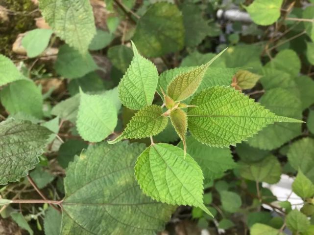 信宜农村这种叶子很常见清明前后吃它胜过吃人参