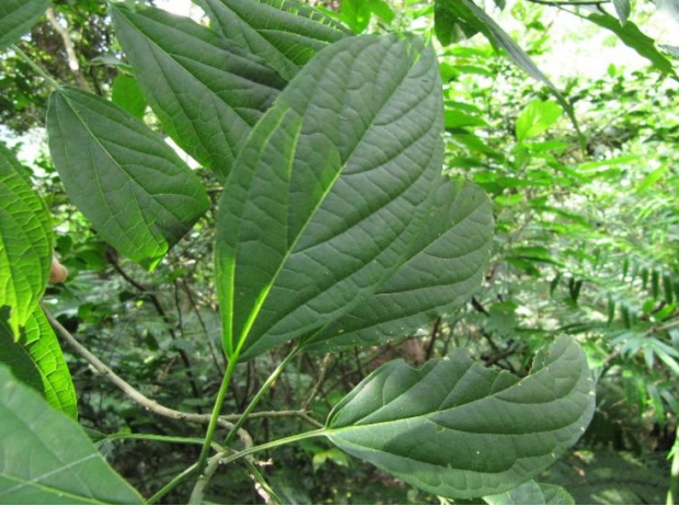 荒野维生野菜系列—大青