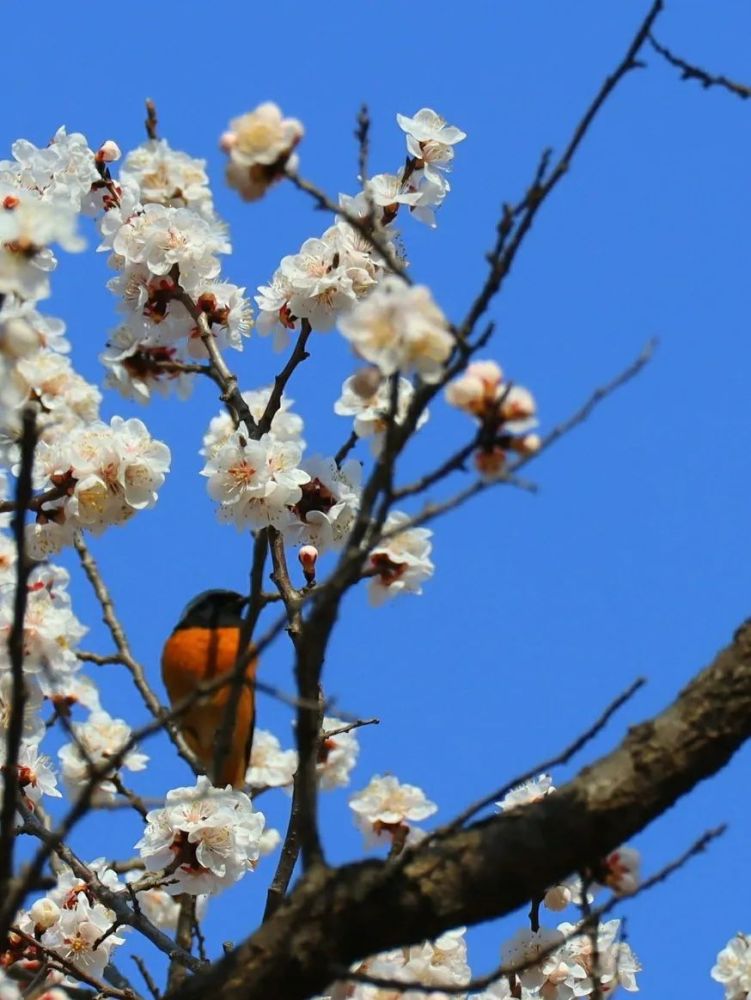 杏花满枝俏,在迁西开出了一片烟雨江南_腾讯新闻
