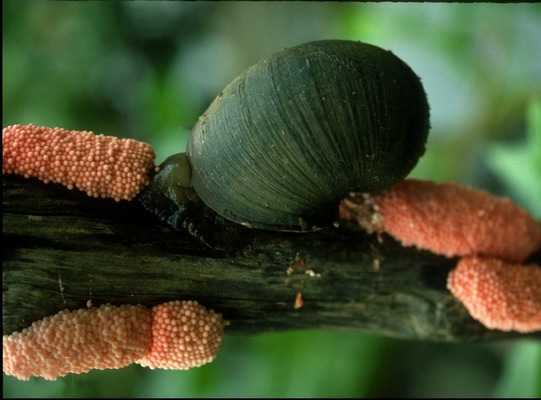 學名:pomacea canaliculata福壽螺外來物種入侵是指生物物種由原產地