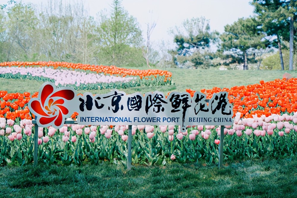 第十二届北京郁金香文化节开幕近距离感受花与画的交错时空