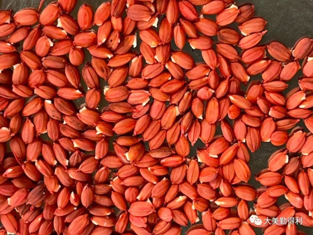 经过近30天的水稻种子入箱,浸种,催芽工作,4月1日,勤得利的261吨首批