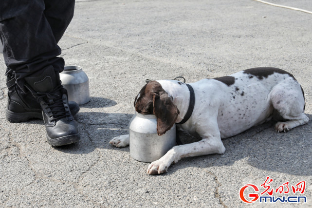 对待警犬像对孩子一样细心|余奇|警犬|北京市公安局|刑侦支队