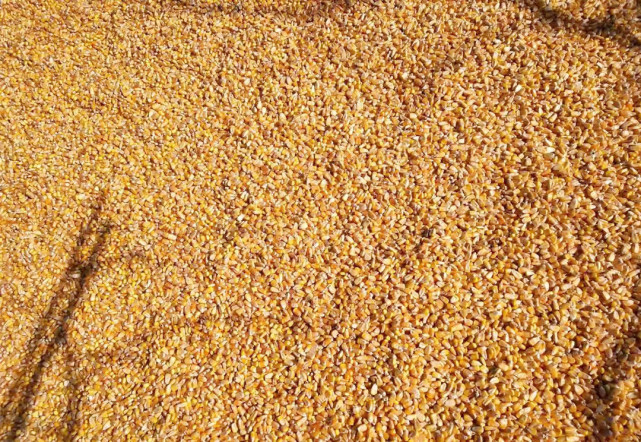 老农提醒,卖玉米时遇到粮贩车上有散粮不要卖,原因为何?