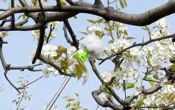 蜜蜂人梨花丛中授粉忙