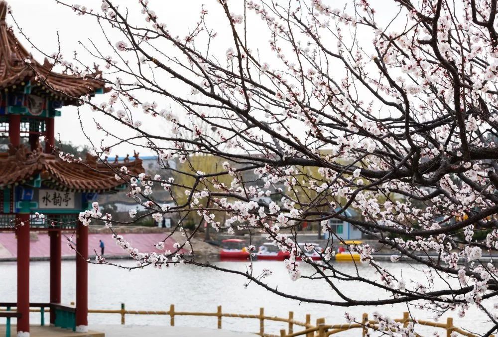 带来了浓浓的春意,春风轻轻吹来了暖暖的空气,杏花点点,尽占春风,笼罩