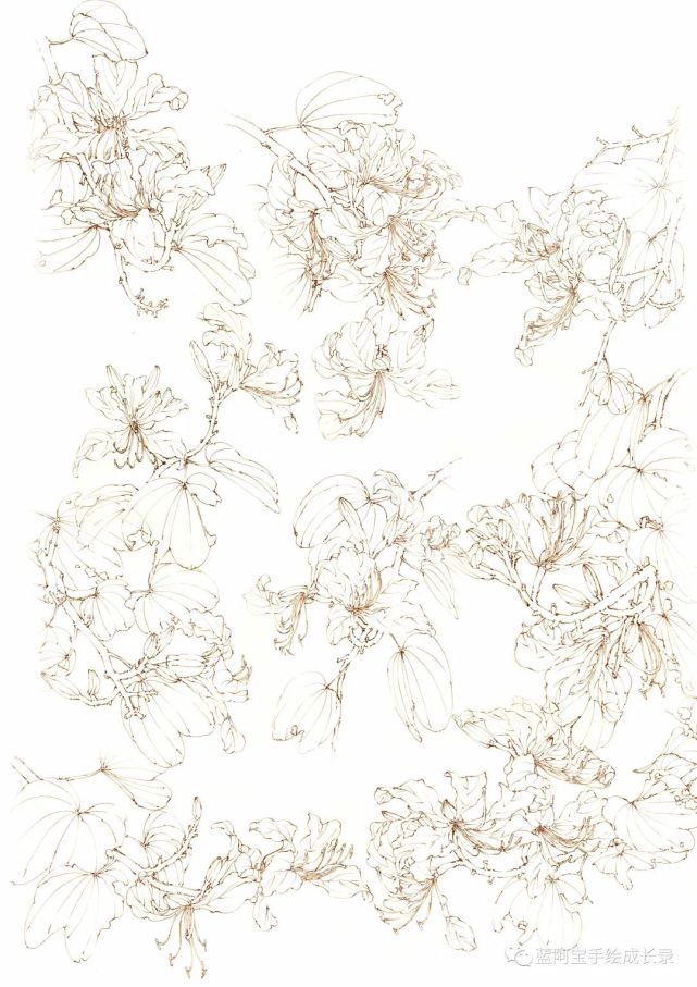 紫荆花线稿收录插画素材库no003