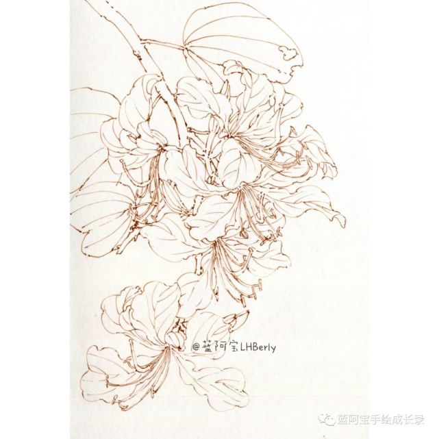 紫荊花線稿收錄|插畫素材庫no.003