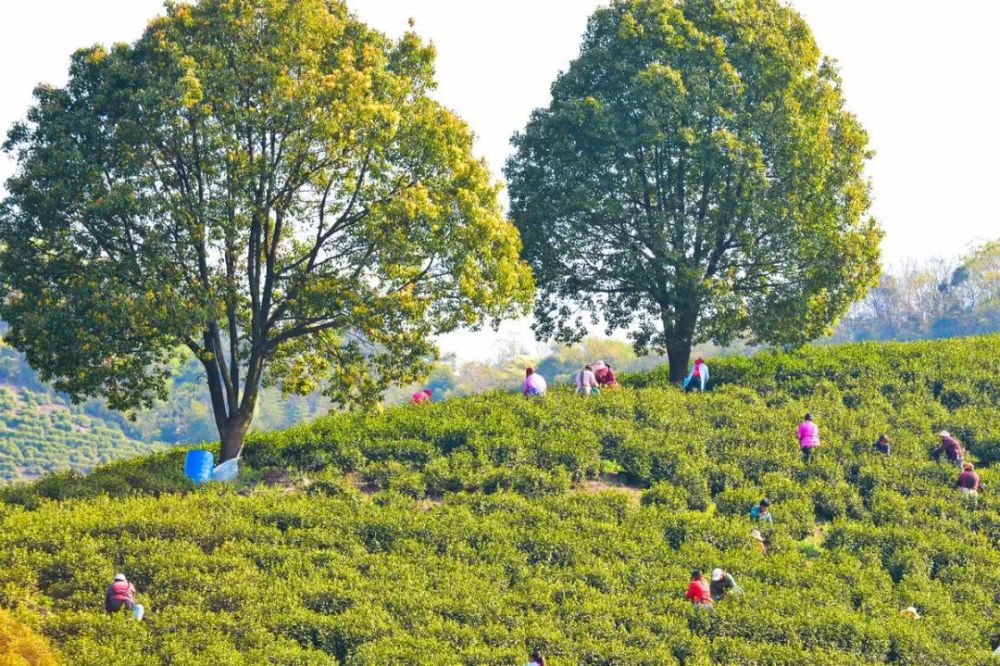 "全国十佳农民"许万富带你看青山变金山的安吉茶园综合体